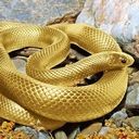 KRAIT