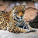 tomcat