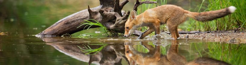 Foxy's Cover