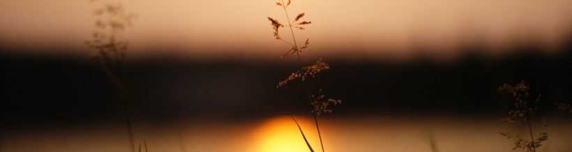rosepeaches02's Cover